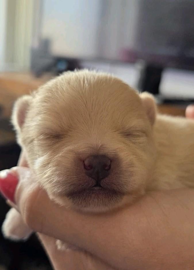 Mooie pomeriaan pups, Dieren en Toebehoren, Honden | Poolhonden, Keeshonden en Oertypen, Overige rassen, 8 tot 15 weken, Meerdere