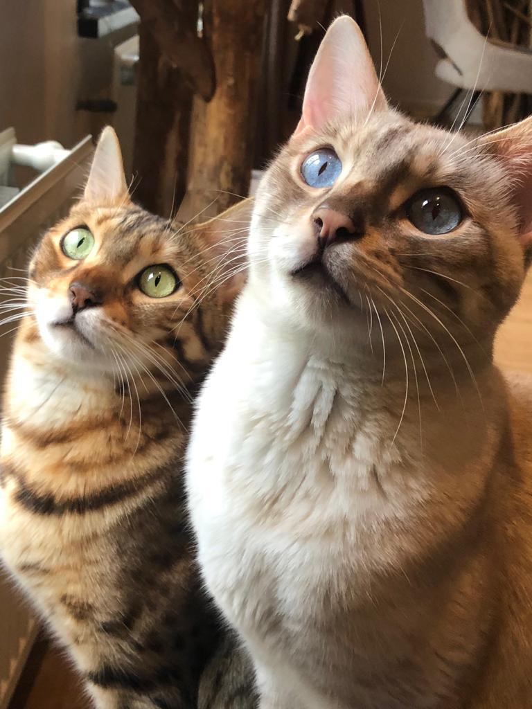 2 volwassen belgaanse katten (broer en zus), Dieren en Toebehoren, Katten en Kittens | Raskatten | Korthaar, Meerdere dieren, Met stamboom