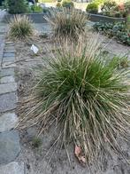 Siergras / planten, Ophalen, Siergrassen, Volle zon