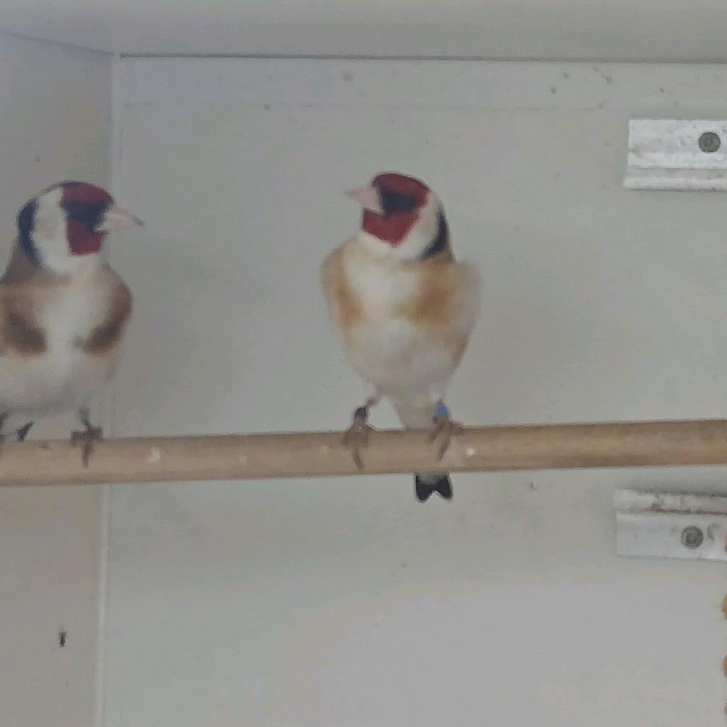 Major putters 2025, Dieren en Toebehoren, Vogels | Overige Vogels, Mannelijk, Wildzangvogel, Geringd