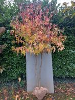 Meerstammige amberboom, Tuin en Terras, Planten | Bomen, Bloeit niet, Overige soorten, 250 tot 400 cm, Ophalen