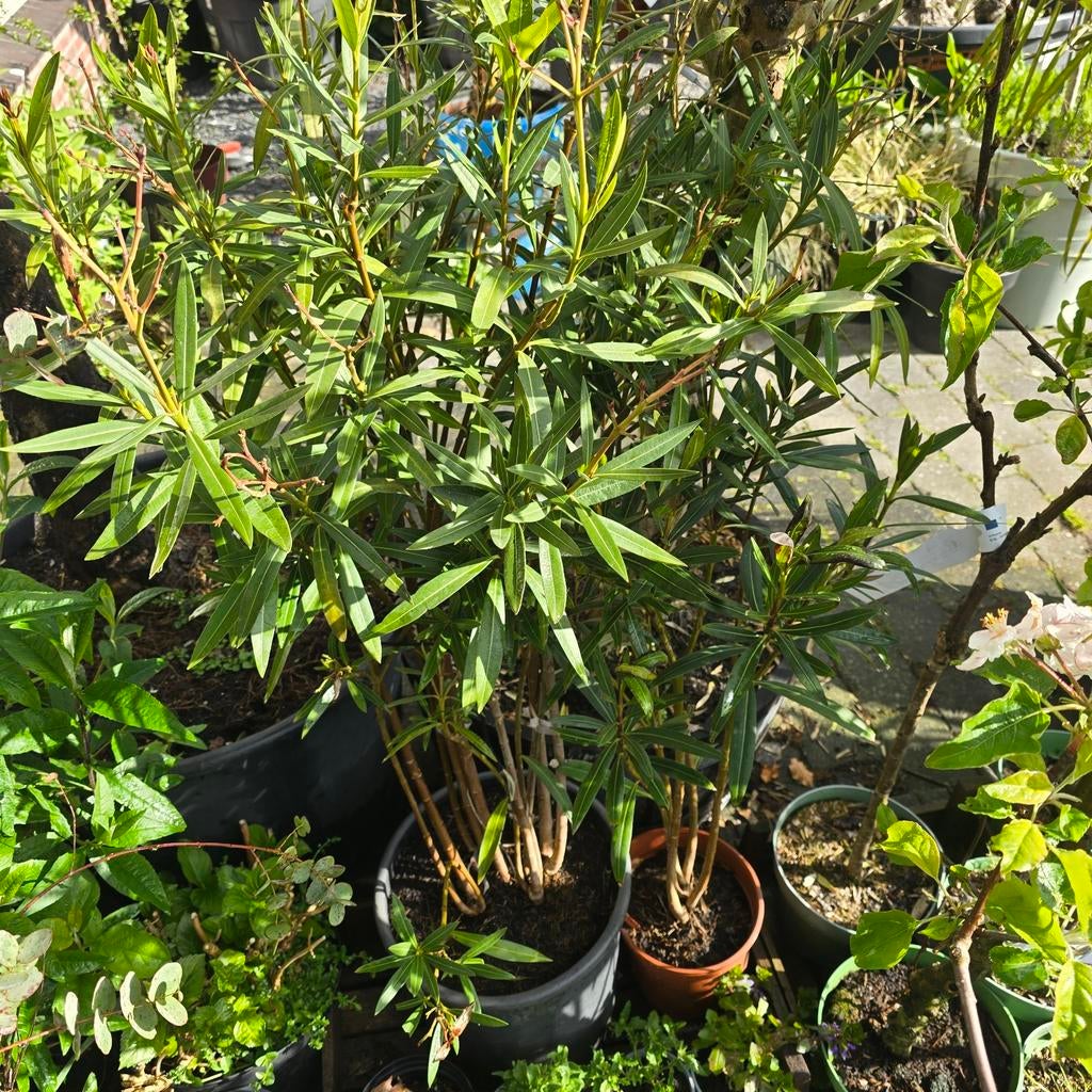 De laaste oliander planten  aanbieding verschillende prijzen, Tuin en Terras, Planten | Tuinplanten, Ophalen, Overige soorten