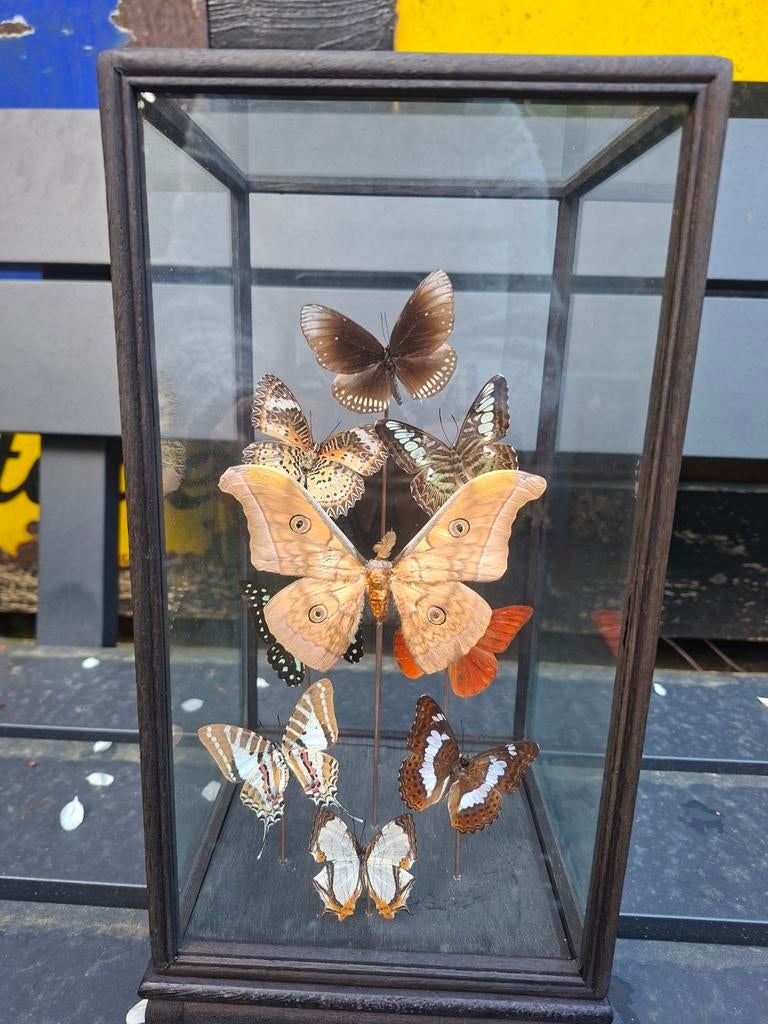 Vitrine met opgezette vlinders, Huis en Inrichting, Kasten | Vitrinekasten, Ophalen, 25 tot 50 cm, Minder dan 50 cm, Minder dan 100 cm