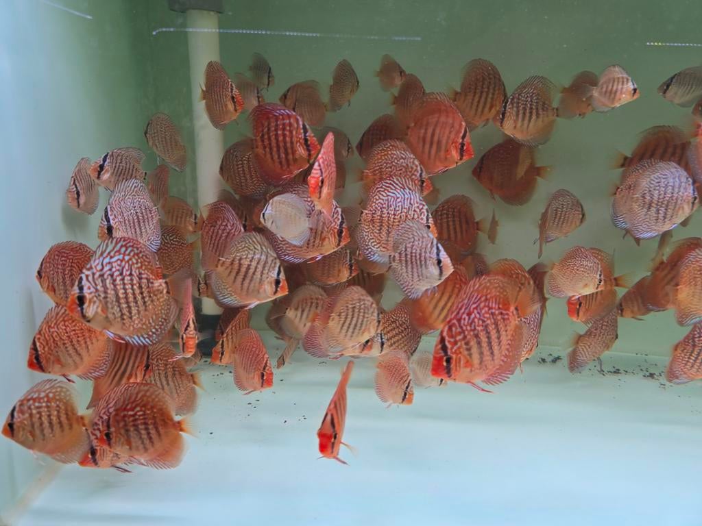 Discusvissen, Dieren en Toebehoren, Vissen | Aquariumvissen, Zoetwatervis, Vis, Schoolvis