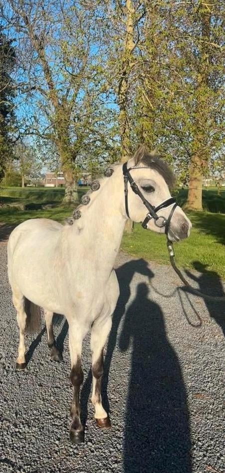 Leuke welsh b pony, Dieren en Toebehoren, Pony's, Merrie