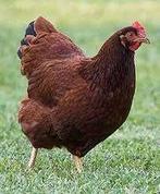 Rhode Ishlander legkippen., Dieren en Toebehoren, Pluimvee, Vrouwelijk, Kip