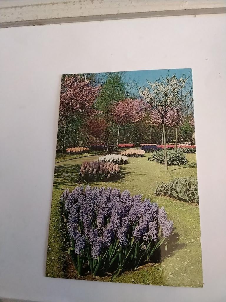 LISSE KEUKENHOF. 1972, Ophalen of Verzenden, 1960 tot 1980