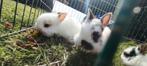 Baby konijntjes dwerg x Teddy widder, Meerdere dieren, Dwerg, 0 tot 2 jaar