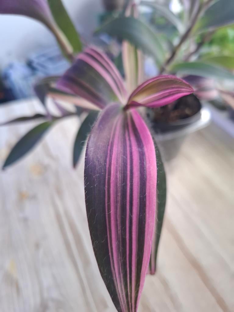 Tradescantia Pallida pink stripe, Huis en Inrichting, Kamerplanten, Ophalen of Verzenden, Halfschaduw, Minder dan 100 cm