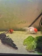 2 sluierstaart vissen met aquarium en pomp, Vis, Zoetwatervis