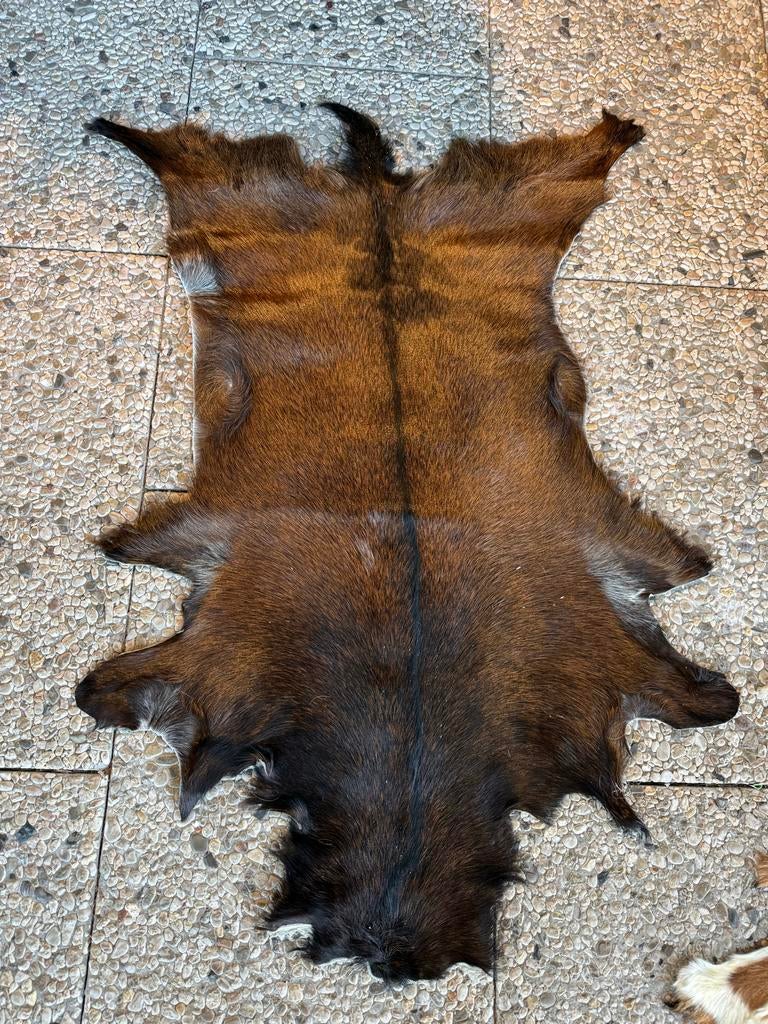 Geitenhuid nieuw, Minder dan 50 cm, 50 tot 100 cm, Bruin, Nieuw