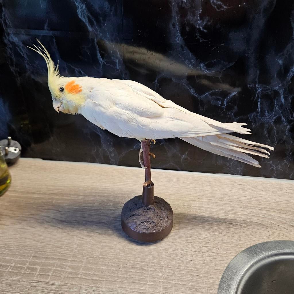 Opgezette valkparkiet opgezet taxidermie taxidermy, Verzamelen, Dierenverzamelingen, Ophalen of Verzenden, Zo goed als nieuw, Vogel