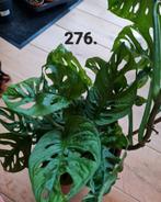 Monstera adansonii, monkey mask, kamerplant, Ophalen of Verzenden, Halfschaduw, Minder dan 100 cm