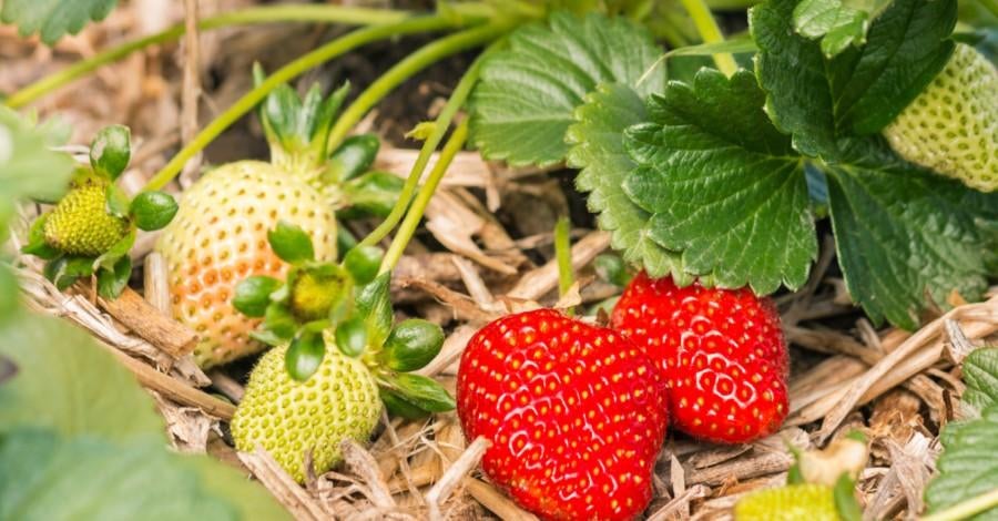 Aardbeien, Ophalen, Volle zon
