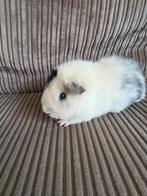 Knappe zwart magpie us teddy beertje beschikbaar, Dieren en Toebehoren, Cavia, Juni, Mannelijk, Tam