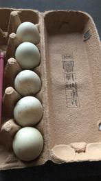 Eieren van mijn loopeenden voor consumptie, Ophalen of Verzenden