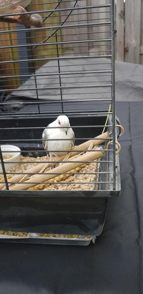 Diamantduifjes overjarig bont en diverse kleuren, Meerdere dieren