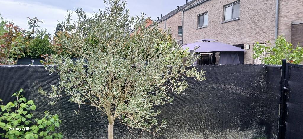 Olijfboom, Tuin en Terras, Planten | Bomen, Bloeit niet, 100 tot 250 cm, Olijfboom, Ophalen