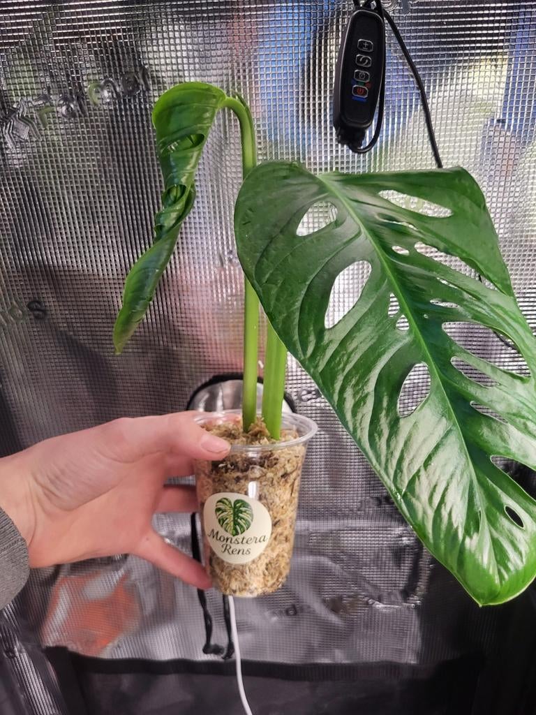 Monstera Adansonii XXL, Huis en Inrichting, Overige soorten, In pot, Minder dan 100 cm, Bloeiende kamerplant