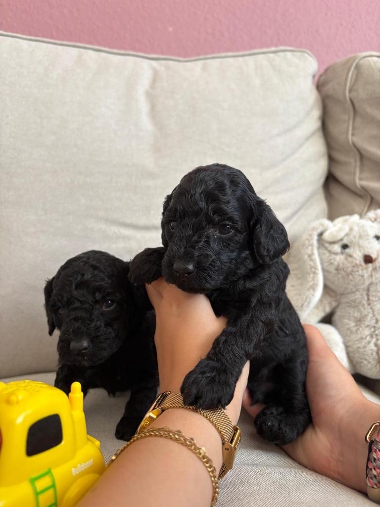 Puppy's Poedels Toy te koop, Dieren en Toebehoren, Poedel, België, Particulier, 8 tot 15 weken