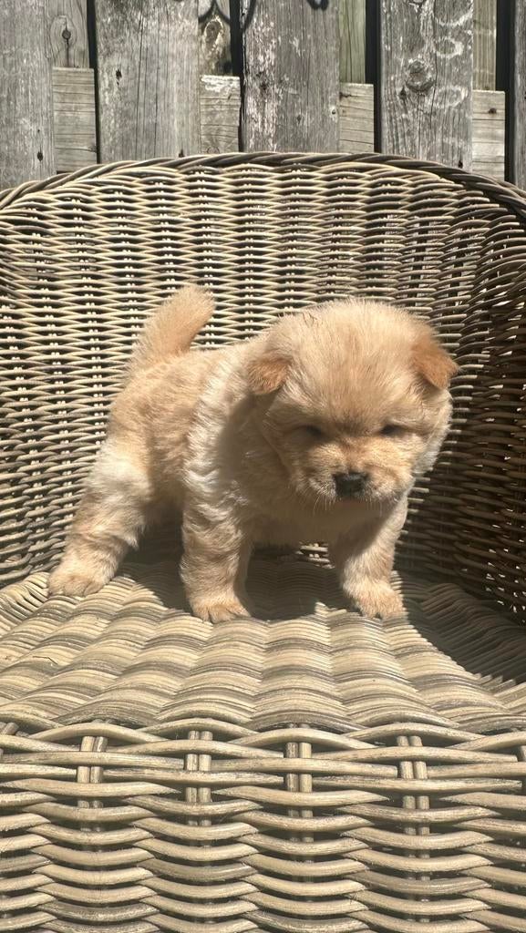 Chow chow pups nog 1 reu, Parvo, 8 tot 15 weken, Poolhond, Meerdere