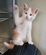 Lieve kruising maine coon kittens, Meerdere dieren, Ontwormd