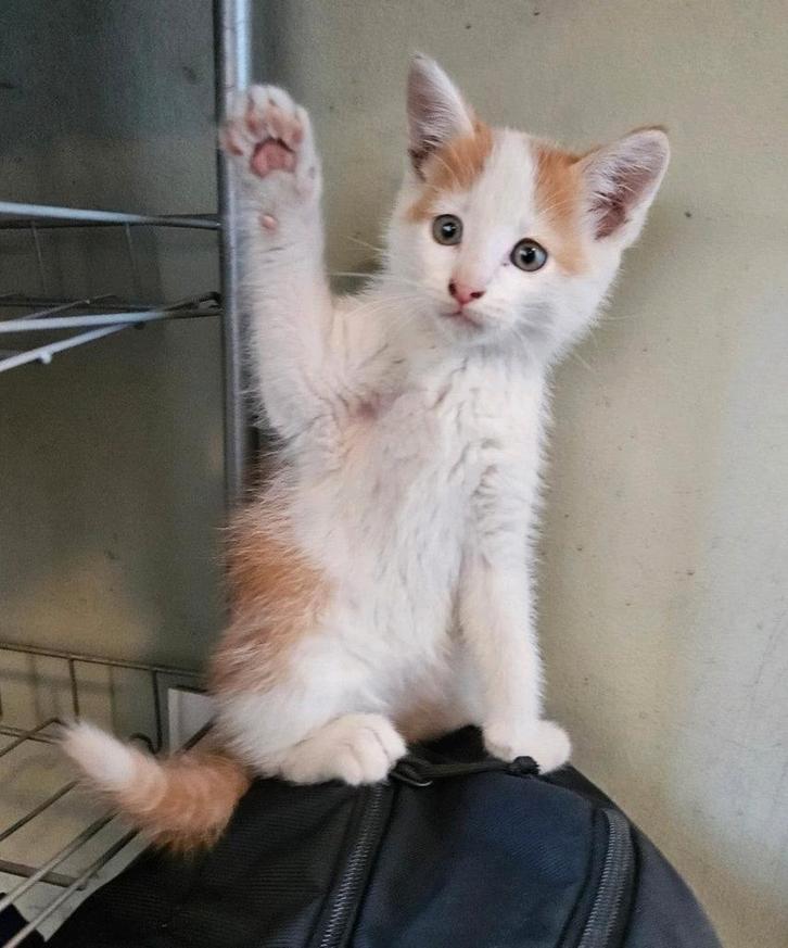 Lieve kruising maine coon kittens, Dieren en Toebehoren, Katten en Kittens | Raskatten | Langhaar, Meerdere dieren, Ontwormd