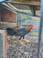 Kempische leghorn patrijs gekleurd. Jong. Haan, Mannelijk, Kip