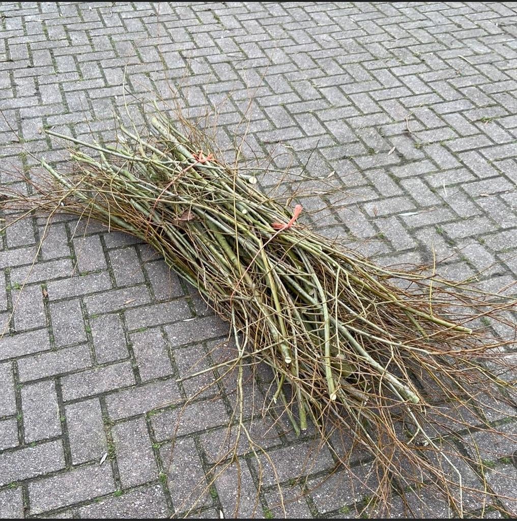 Gezocht; wilgentakken, Ophalen, Overige soorten, Volle zon