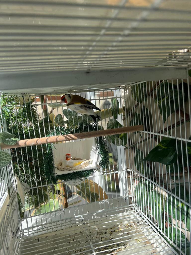 Majoor putter, Dieren en Toebehoren, Meerdere dieren, Kleurkanarie