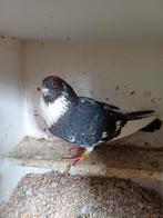 Te koop gevraagd morocelo doffer, Mannelijk, Kropper