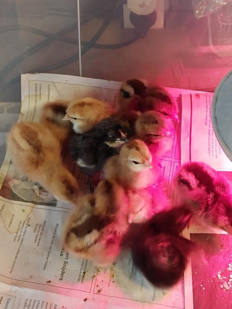 Kleurenlegger kuikens, Dieren en Toebehoren, Pluimvee, Geslacht onbekend, Kip