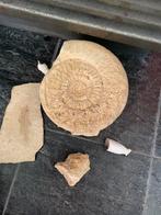 Grote ammoniet en andere fossielen, Ophalen of Verzenden, Fossiel