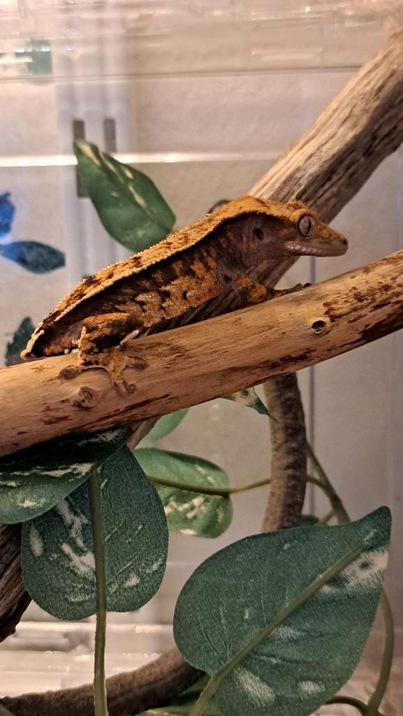 Wimpergekko man 12 gram