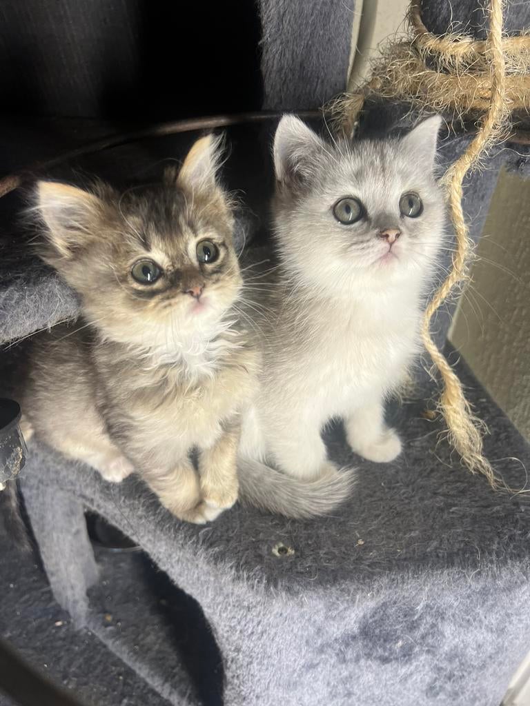 Britse korthaar kittens, Meerdere dieren