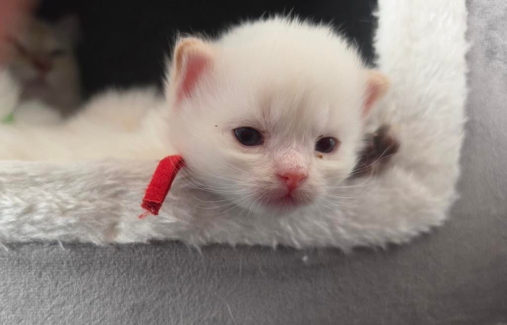 Ragdoll kittens (nog 1 katertje beschikbaar), Dieren en Toebehoren, Katten en Kittens | Raskatten | Langhaar, Meerdere dieren