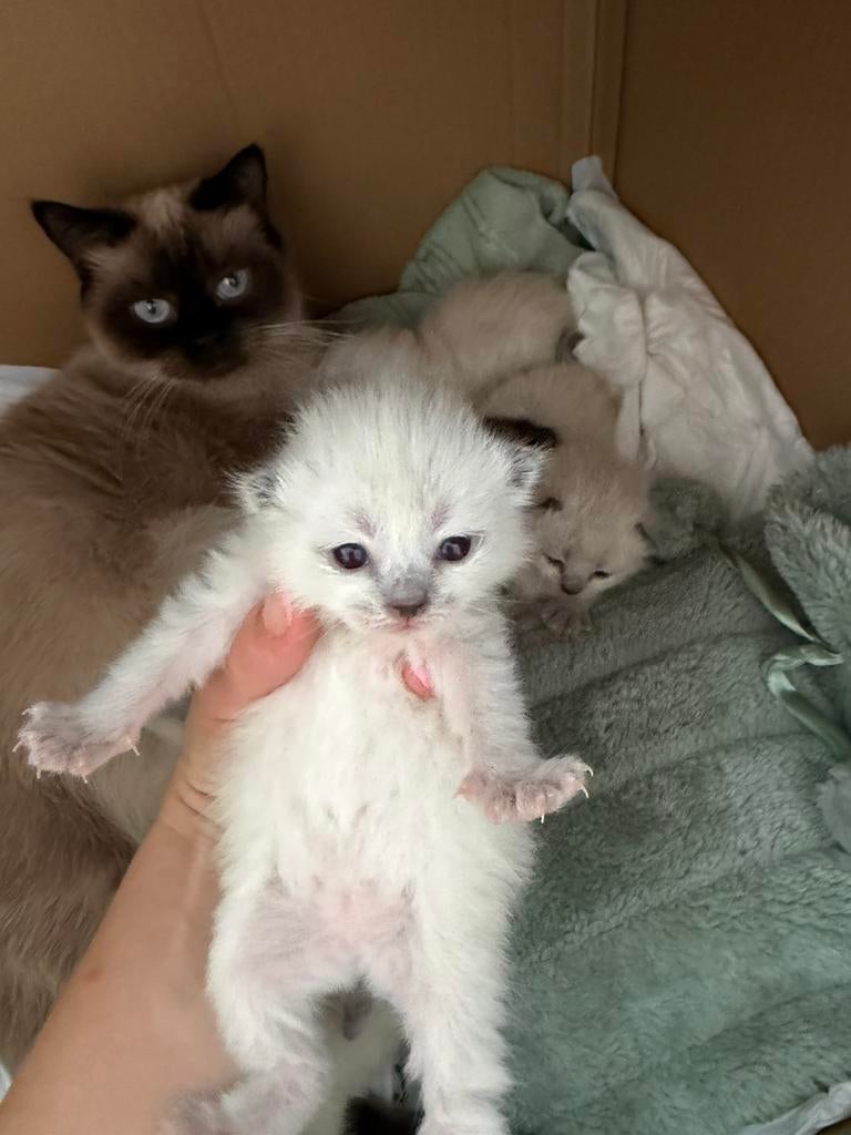 Siamese kittens te reserveren - Beschikbaar vanaf half juni, Dieren en Toebehoren, Meerdere dieren, Ontwormd, 0 tot 2 jaar