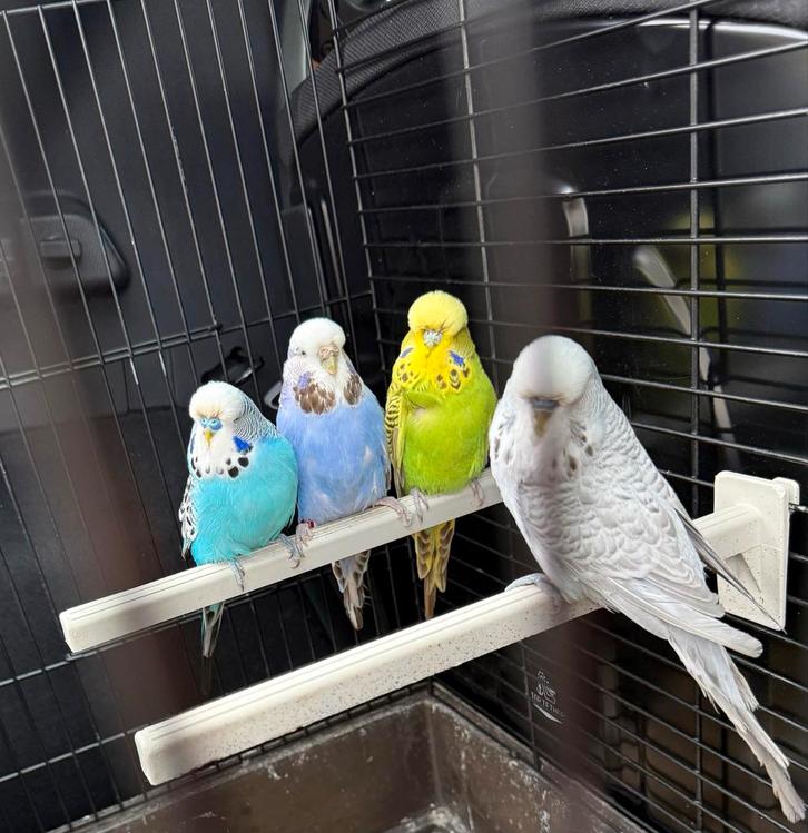 English Budgies for Sale (Beautiful Colors ), Dieren en Toebehoren, Vogels | Parkieten en Papegaaien, Parkiet, Meerdere dieren