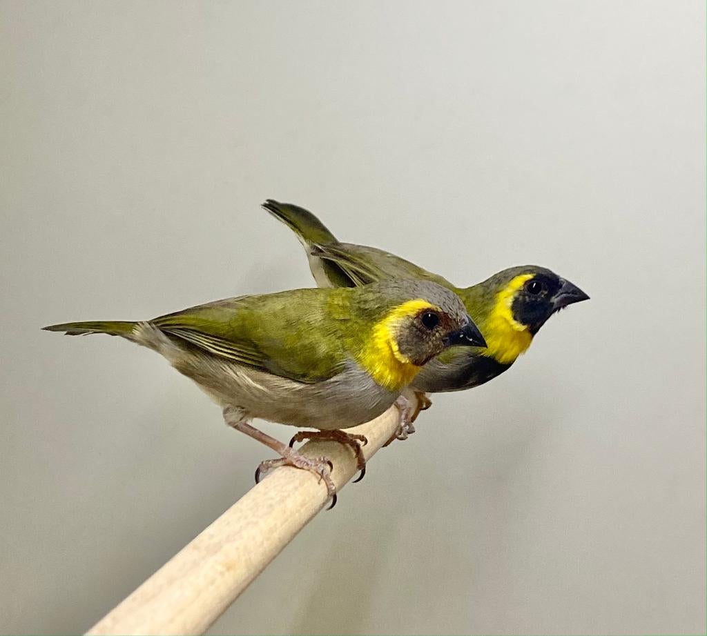 Cubavink, Vrouwelijk