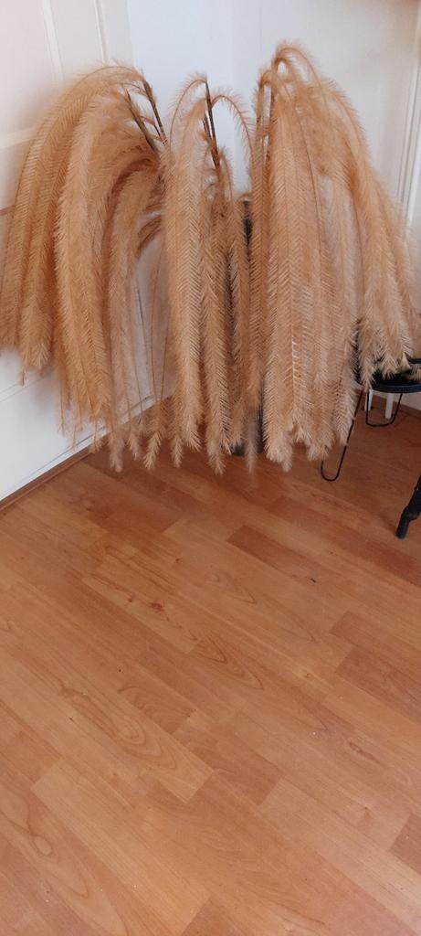 Mooie gekleurde pluimen, Ophalen