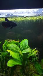 Beta bewezen koppel blauw thai / indo lijn, Dieren en Toebehoren