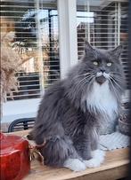 Mainecoon dekkater niet te koop., 0 tot 2 jaar
