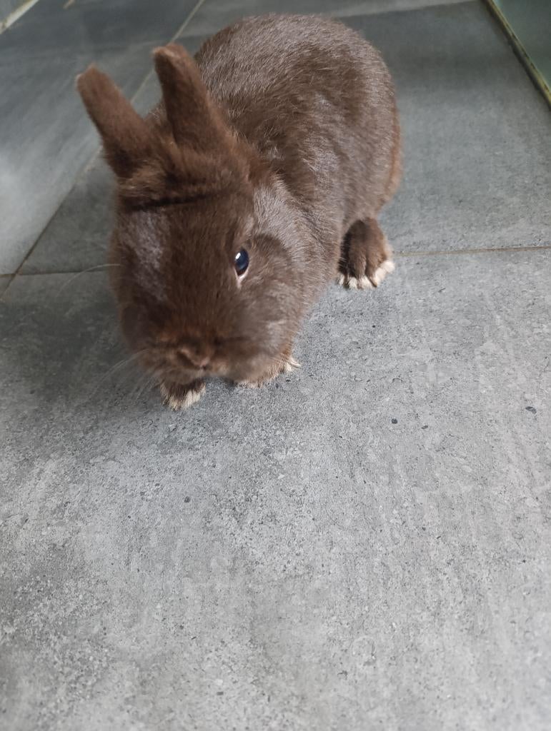 Konijn te koop., Dieren en Toebehoren, Konijnen, Vrouwelijk, Klein, 0 tot 2 jaar