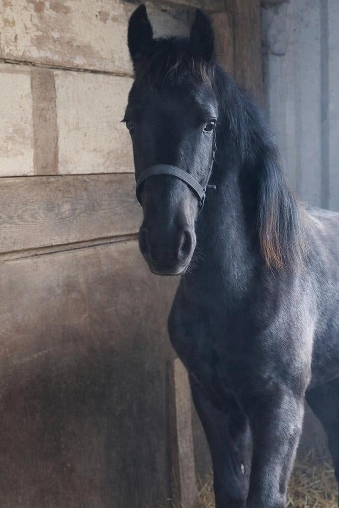 Fries hengstveulen, Dieren en Toebehoren, Paarden, Hengst, Niet van toepassing, Minder dan 160 cm, 0 tot 2 jaar