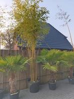 Phyllostachys Aurea Koi - Gouden Bamboe, Ophalen, Bloeit niet, Overige soorten, Halfschaduw