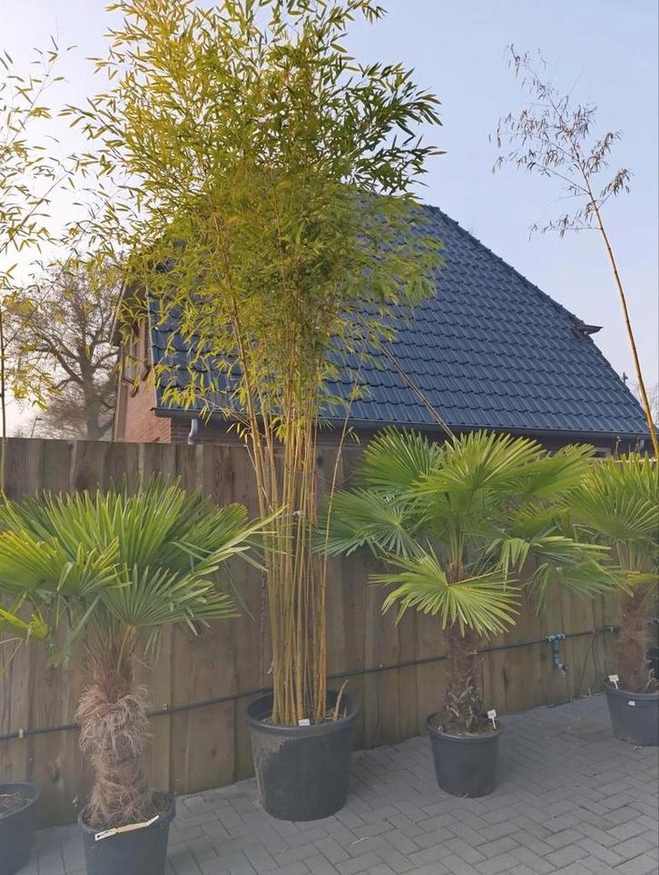 Phyllostachys Aurea Koi - Gouden Bamboe, Tuin en Terras, Planten | Tuinplanten, Overige soorten, Halfschaduw, Bloeit niet, Ophalen