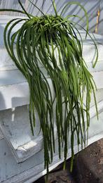 Rhipsalis Holvianum XXL p14, Huis en Inrichting, Ophalen of Verzenden, Halfschaduw, Minder dan 100 cm