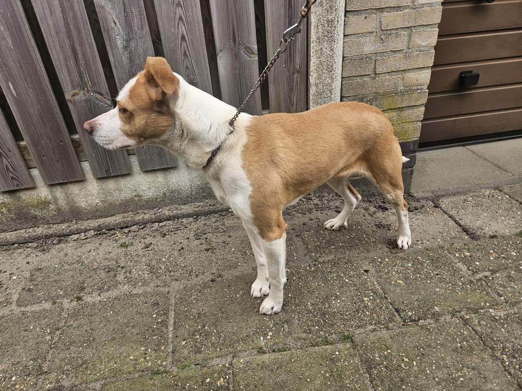 Stafford mix teefje, Teef, Eén hond, Nederland, Particulier