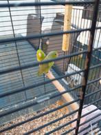 Forpus/ muspapegaai, Dieren en Toebehoren, Meerdere dieren, Dwergpapegaai of Agapornis, Geringd