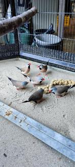 Te koop Spitsstaartamadine, Dieren en Toebehoren, Vogels | Overige Vogels, Vrouwelijk, Tropenvogel, Geringd